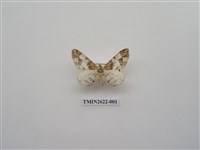 藏品(尺蛾142)的圖片